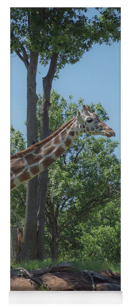 Isolated Yoga Mat featuring the photograph Giraffe at the zoo by Jennifer Wallace