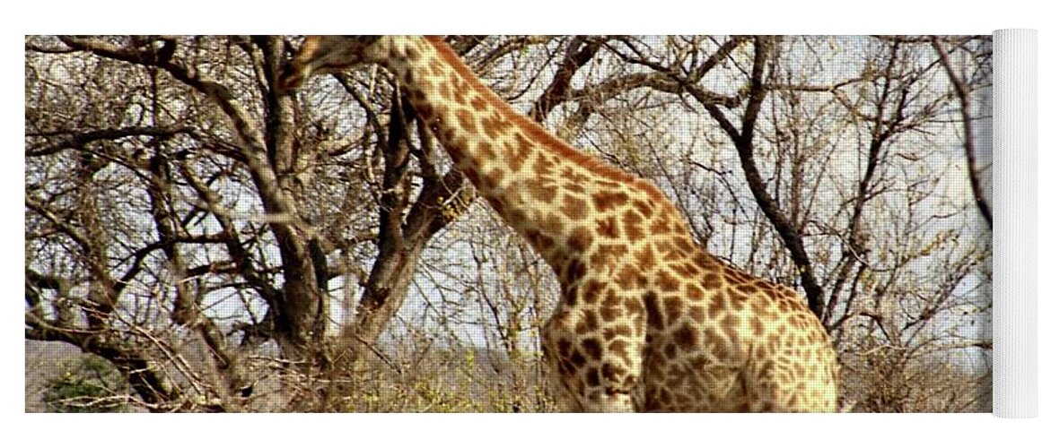 Photograph Yoga Mat featuring the photograph Giraffe by Barbara Magor