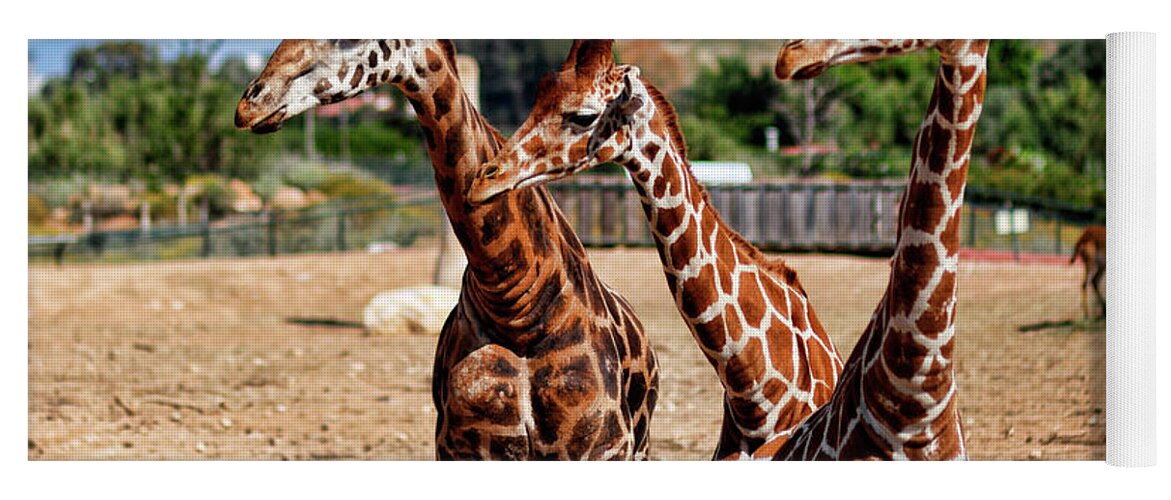 Animals Yoga Mat featuring the photograph Giraffes in the zoo by Constantinos Iliopoulos