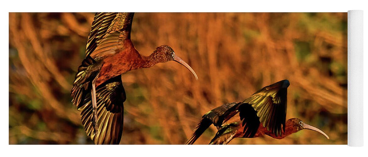 Avian Yoga Mat featuring the photograph Glossy Ibis by Stuart Harrison