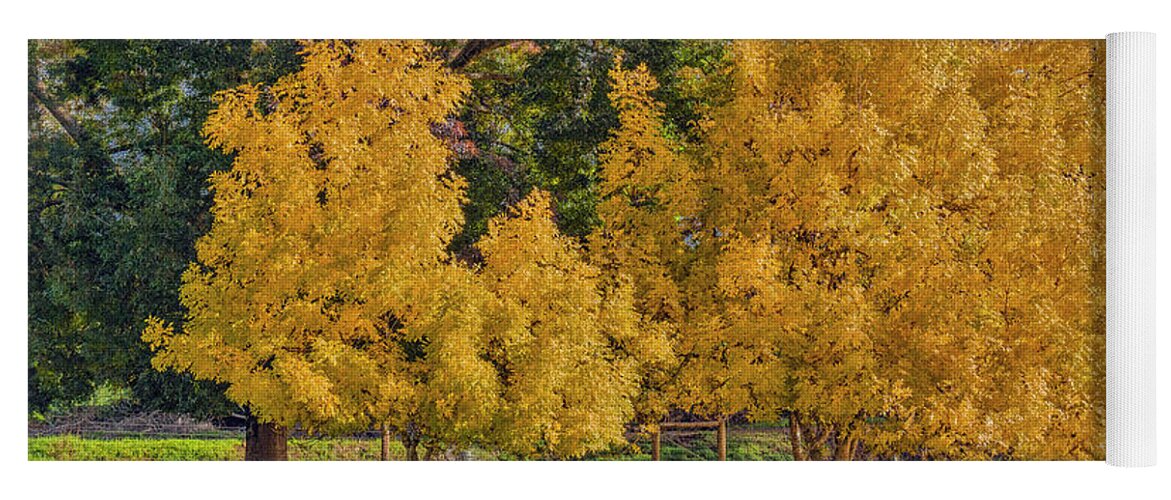 Tree Yoga Mat featuring the photograph Golden Ash Trees #2 by Elaine Teague