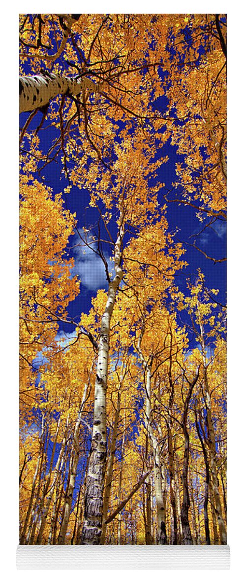Fall Colors Yoga Mat featuring the photograph Golden Aspens by Bob Falcone