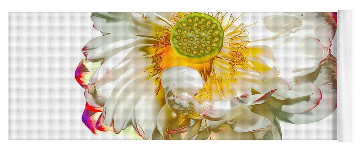 Lotus Yoga Mat featuring the photograph Golden Heart Lotus by Alida M Haslett