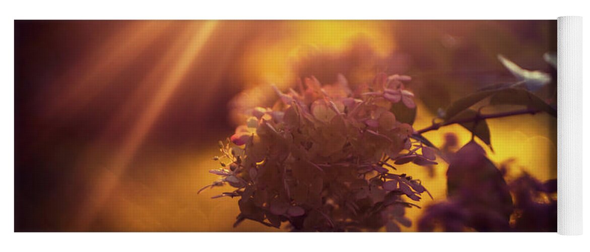 Strawberry Hydrangea Yoga Mat featuring the photograph Golden hour light over hydrangea by Lilia S