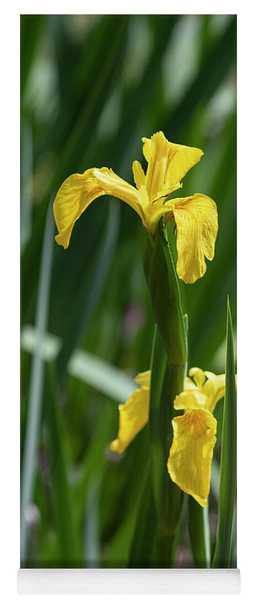 Photograph Yoga Mat featuring the photograph Golden Iris Garden by Suzanne Gaff