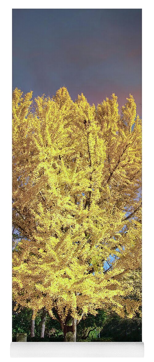 Autumn Yoga Mat featuring the photograph Golden Linden Tree Under Autumn Sky by Darryl Brooks