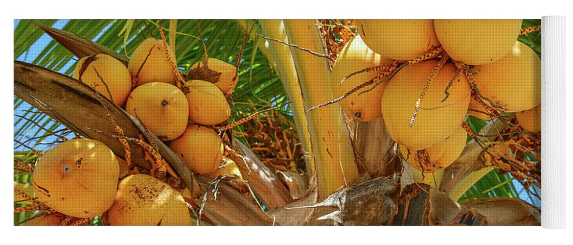 Palm Tree Yoga Mat featuring the photograph Golden Malayan Dwarf Coconuts by Olga Hamilton