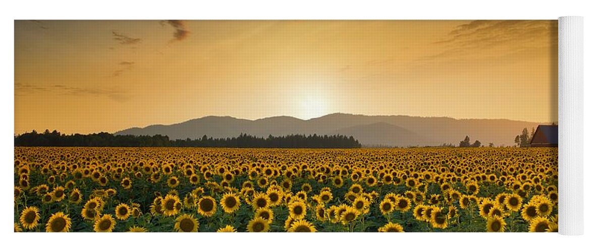 Golden Sunflower Field Yoga Mat featuring the photograph Golden sunflower field by Lynn Hopwood