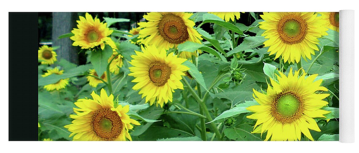 Sunflower Yoga Mat featuring the photograph Golden Sunflowers by Patricia Overmoyer