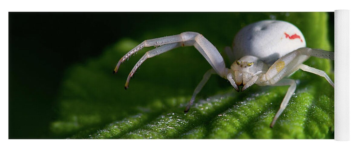 Spider Yoga Mat featuring the photograph Goldenrod crab spider by Olivier Parent