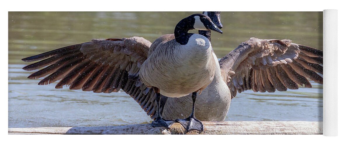 Canada Geese Yoga Mat featuring the photograph Goose Hugs - Canada Goose Mating Behavior by Susan Rissi Tregoning
