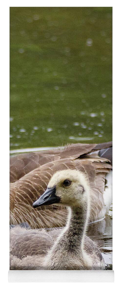 Gosling Yoga Mat featuring the photograph Gosling by David Beechum