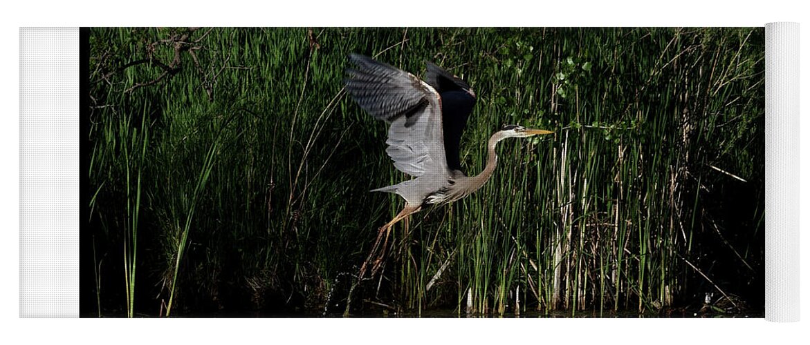 Great Blue Heron Yoga Mat featuring the photograph Great Blue Heron Launching by Mark Ivins