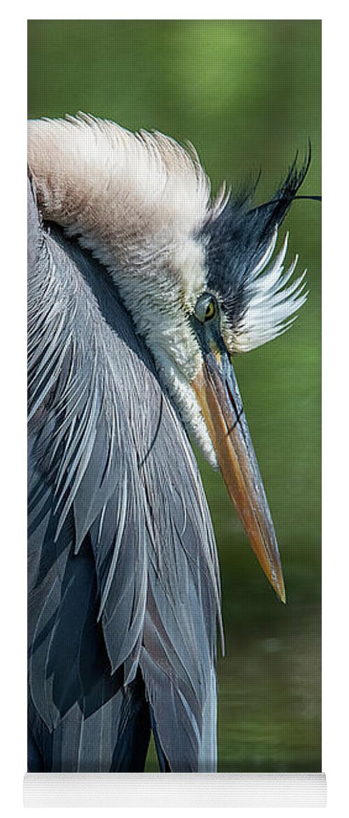 Nature Yoga Mat featuring the photograph Great Blue Heron Preening DMSB0155 by Gerry Gantt