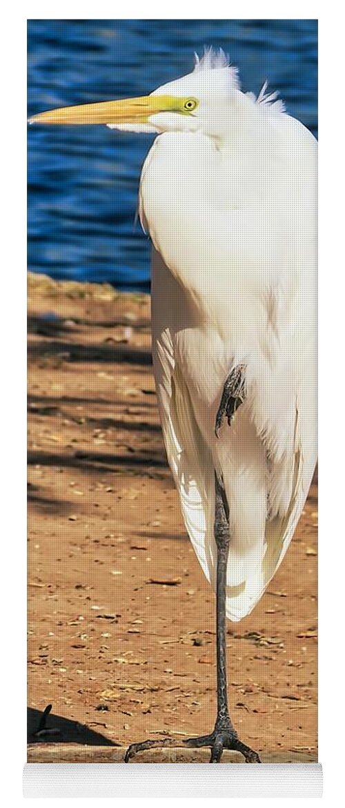Great Egret Yoga Mat featuring the photograph Great Egret in the Desert by Judy Kennedy