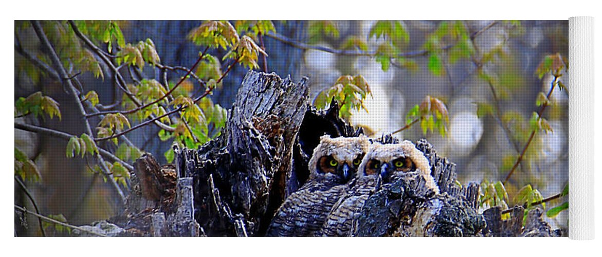 Owls Yoga Mat featuring the photograph Great Horned Owlets by Mary Walchuck