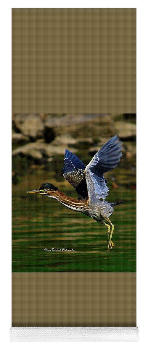 Bird Yoga Mat featuring the photograph Green Heron in Flight by Mary Walchuck