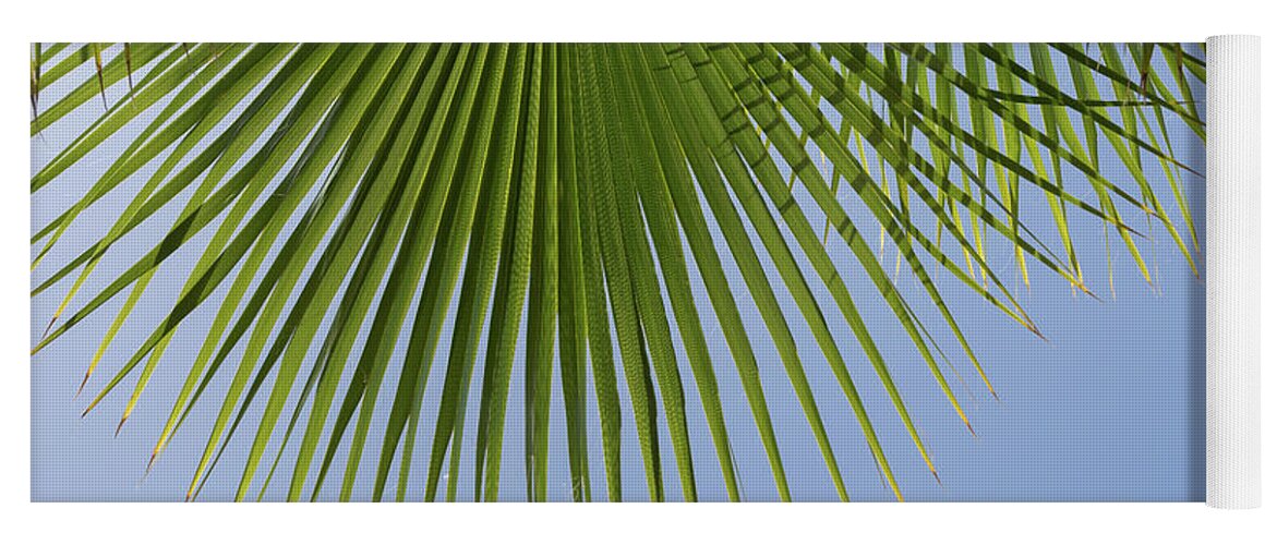 Palm Leaf Yoga Mat featuring the photograph Green palm leaf and blue sky, summer season by Adriana Mueller