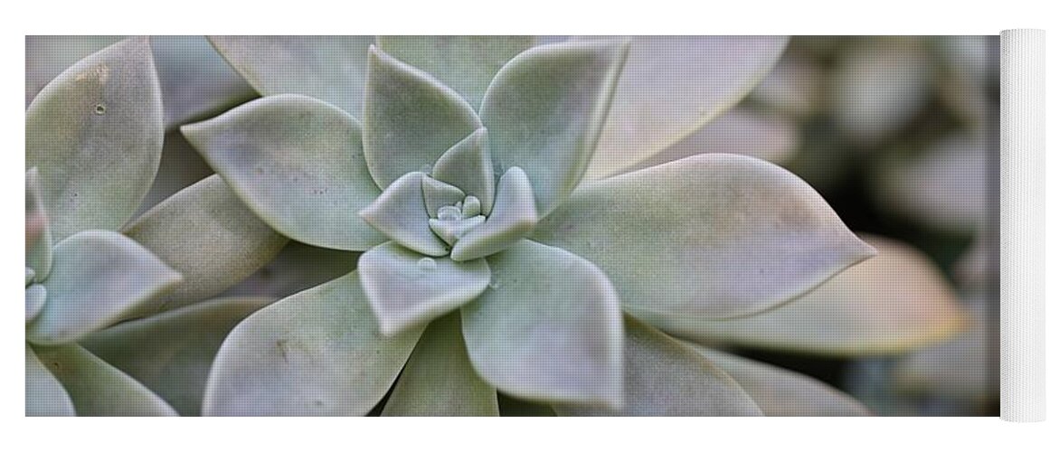 Succulent Yoga Mat featuring the photograph Grey Ghost Plant by Mingming Jiang