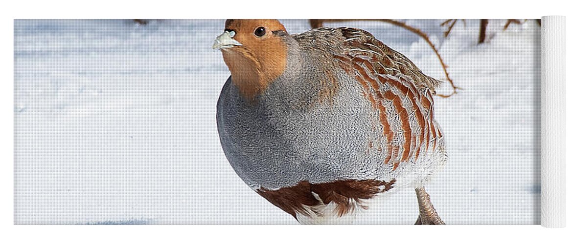 Bird Yoga Mat featuring the photograph Grey Partridge in Winter by Dennis Hammer