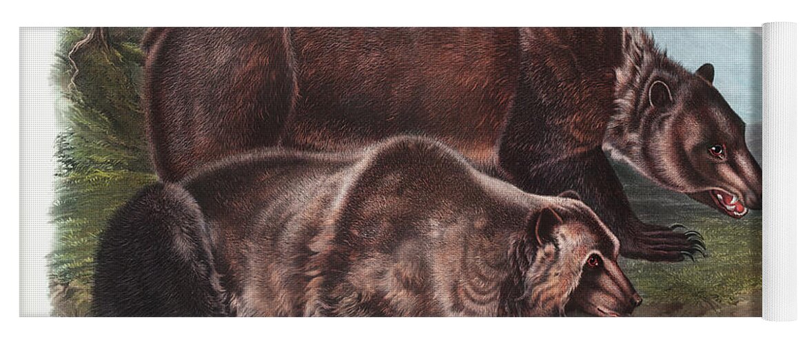 Grizzly Bear Yoga Mat featuring the mixed media Grizzly Bear. John Woodhouse Audubon by World Art Collective