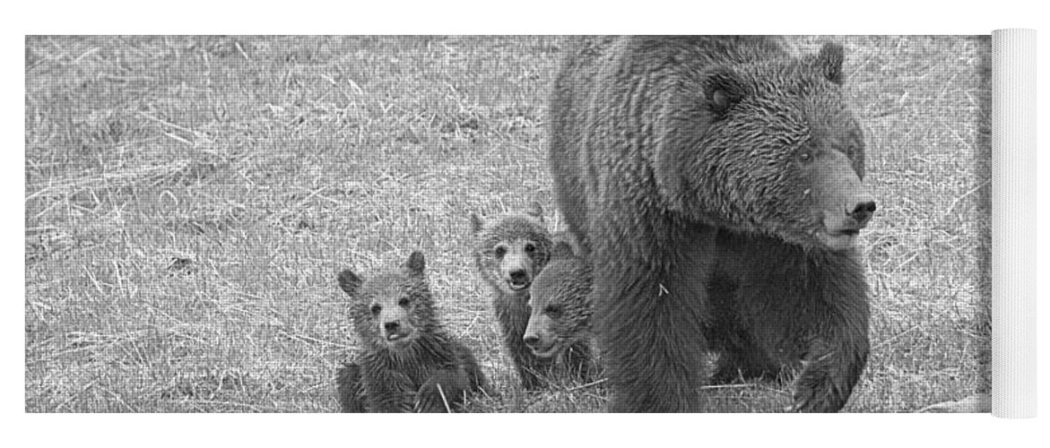 Grizzly Yoga Mat featuring the photograph Grizzly Family Hike Black And Whte by Adam Jewell