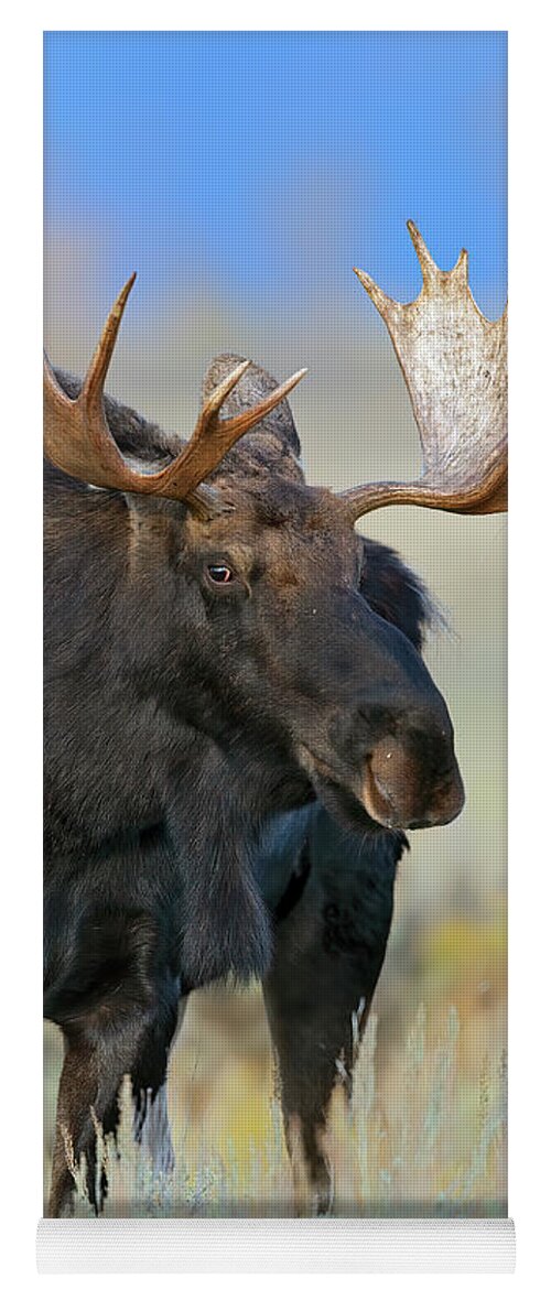 Bull Yoga Mat featuring the photograph Gros Ventre Bull Moose by Gary Langley