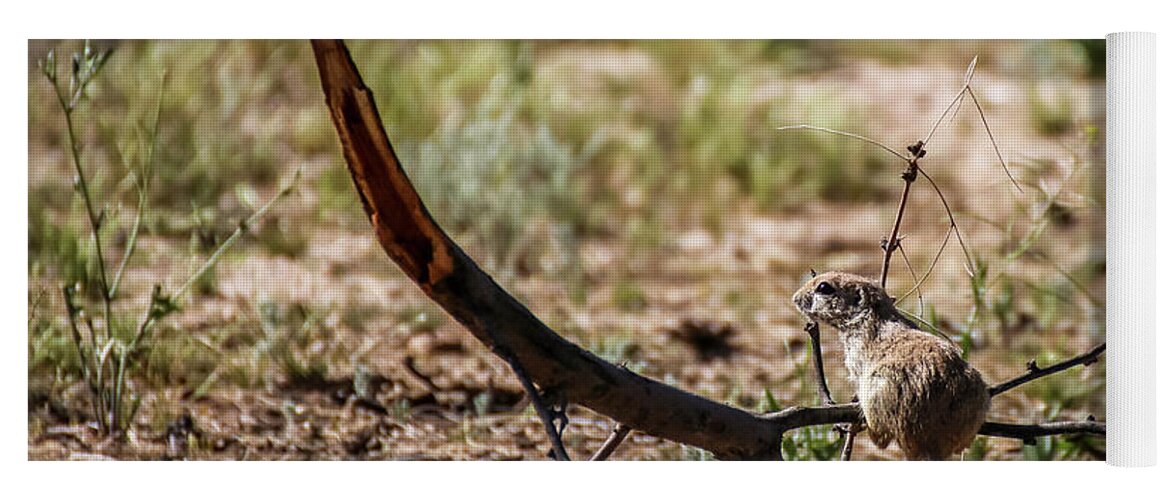 Arizona Yoga Mat featuring the photograph Ground Squirrel on Tree Limb 2 by Dawn Richards