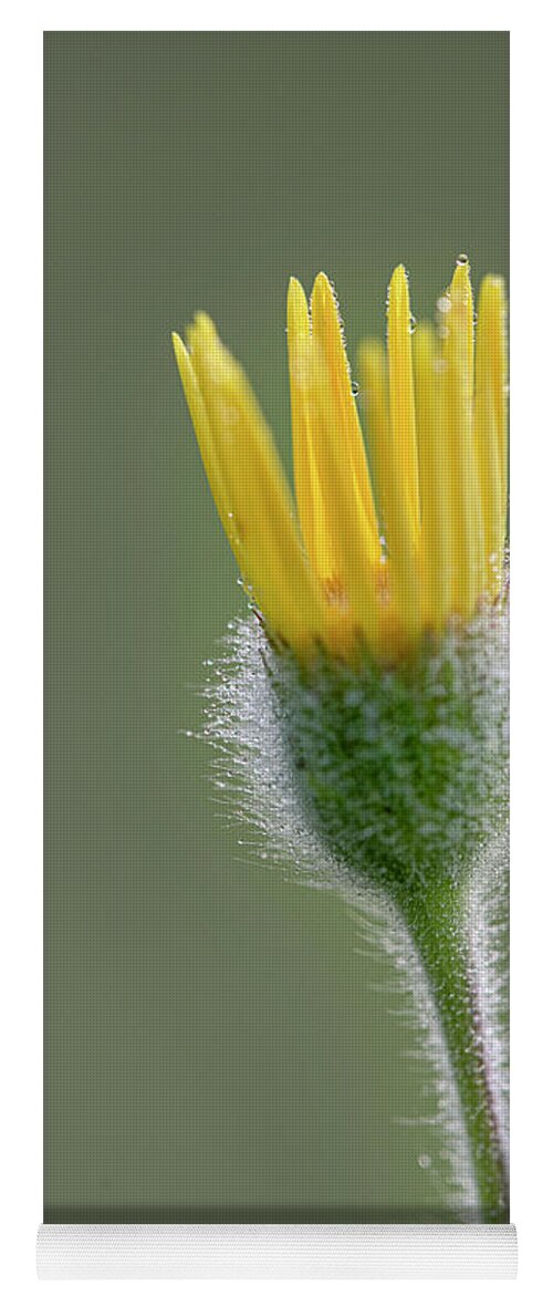Groundsel Yoga Mat featuring the photograph Groundsel Flower by Phil And Karen Rispin