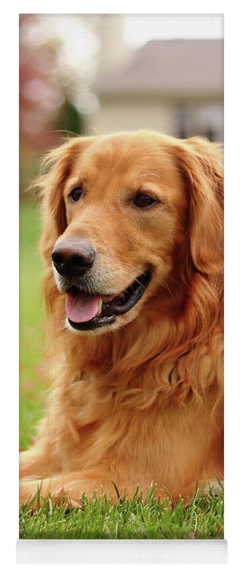 Dog Yoga Mat featuring the photograph Handsome Golden by Lens Art Photography By Larry Trager