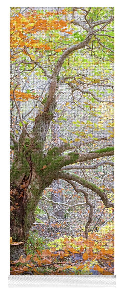 Autumn Yoga Mat featuring the photograph Hanging on by Anita Nicholson