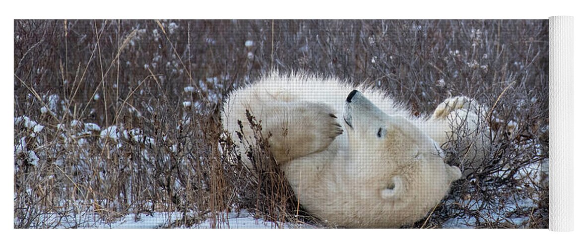 Polar Bear Yoga Mat featuring the photograph Happy Polar Bear by Mark Hunter