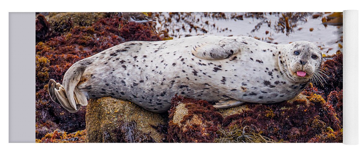 Harbor Seal Yoga Mat featuring the photograph Happy The Harbor Seal by Derek Dean