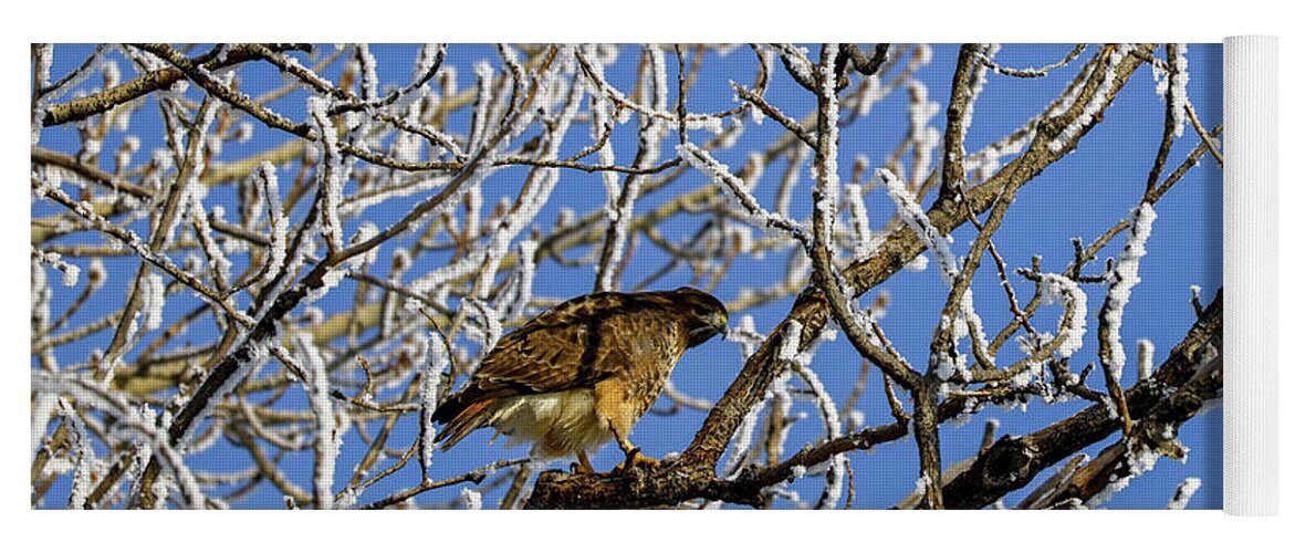 Hawk Yoga Mat featuring the photograph Hawk in a frosted tree by Jeff Swan