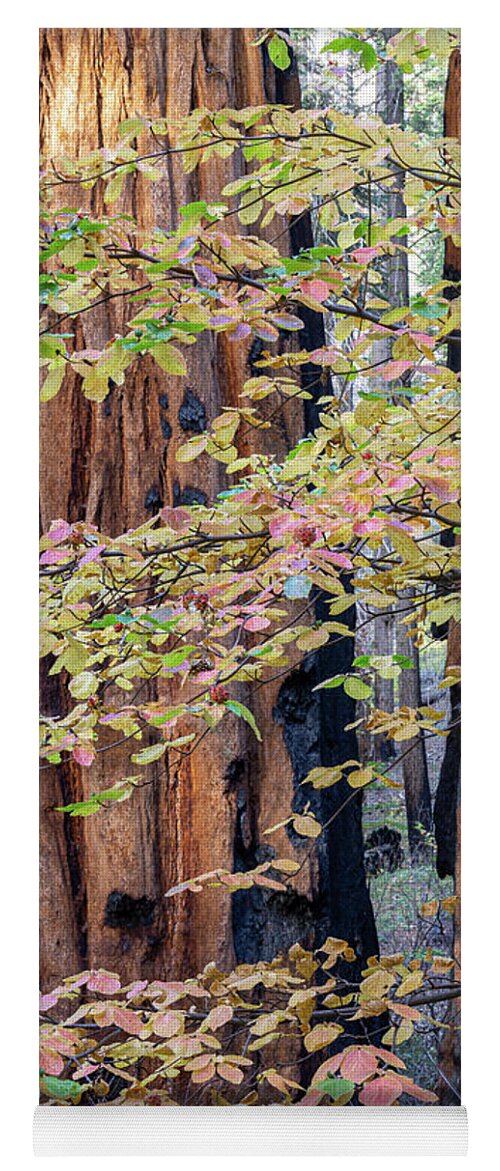 Hazelwood Nature Trail Yoga Mat featuring the photograph Hazelwood Nature Trail by Brett Harvey