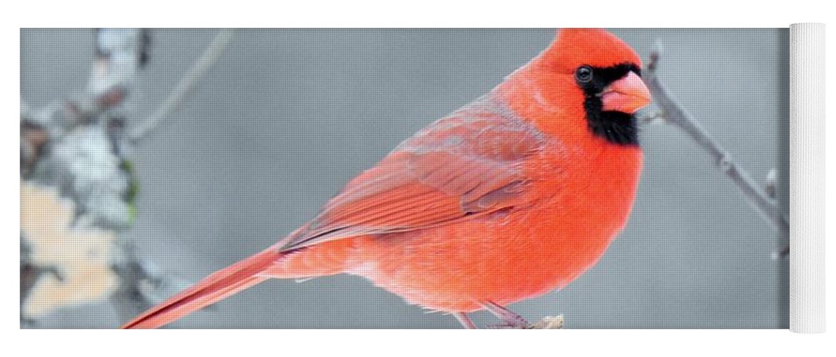 Male Northern Cardinal Yoga Mat featuring the photograph Head Turned Male Cardinal by Eunice Miller