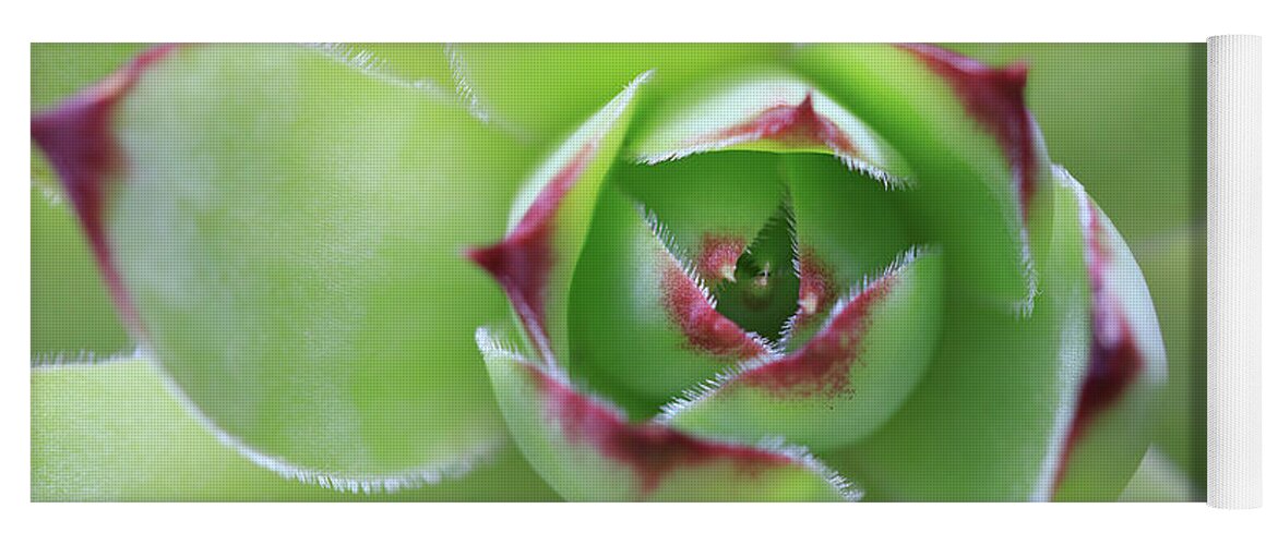 Hen And Chicks Yoga Mat featuring the photograph Hen and Chicks Beautiful Green Succulent Flower by Tracie Schiebel