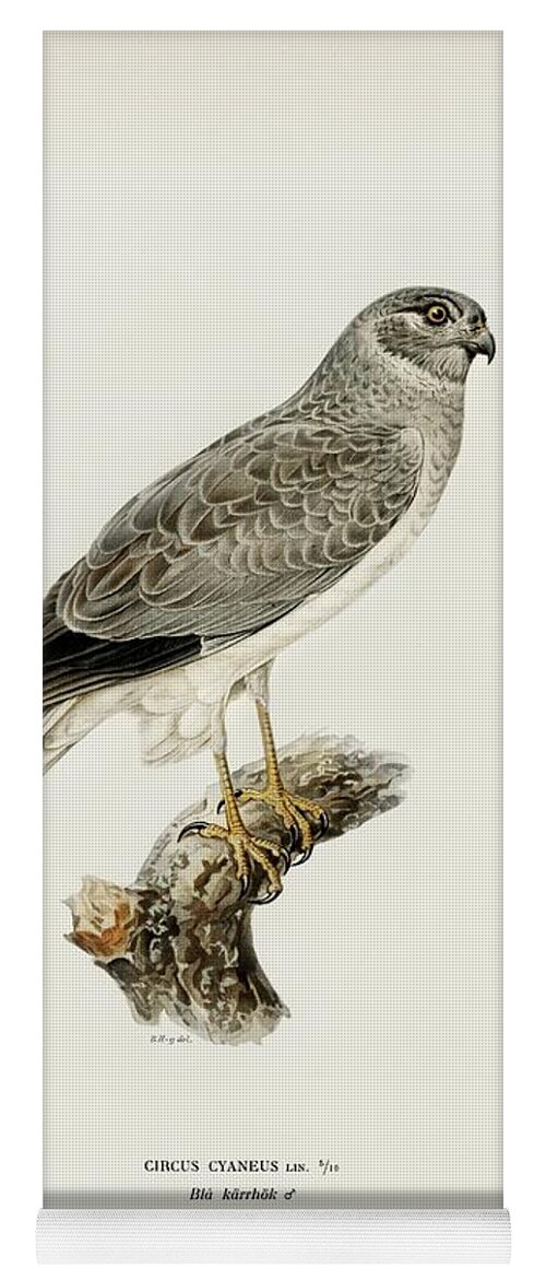 Vintage Print Yoga Mat featuring the mixed media Hen Harrier by World Art Collective