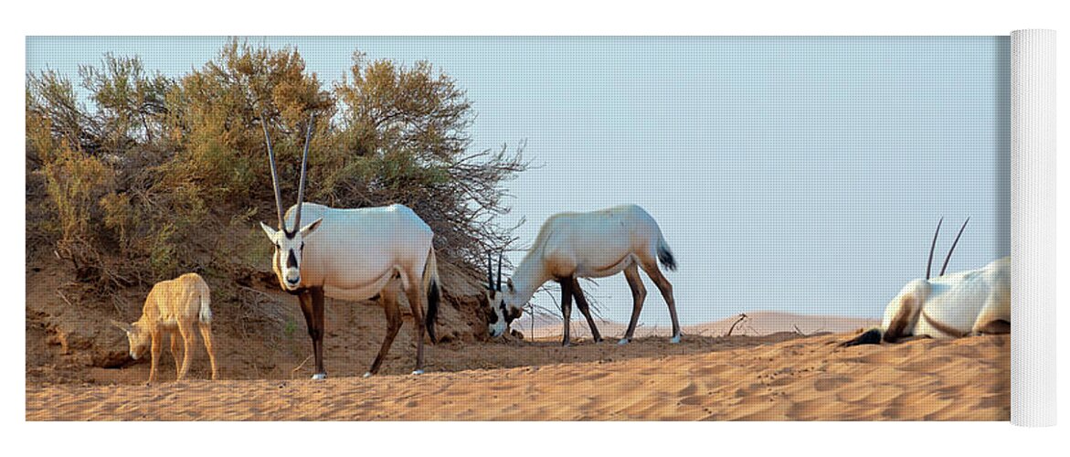 Oryx Yoga Mat featuring the photograph Herd of Arabian oryx by Delphimages Photo Creations