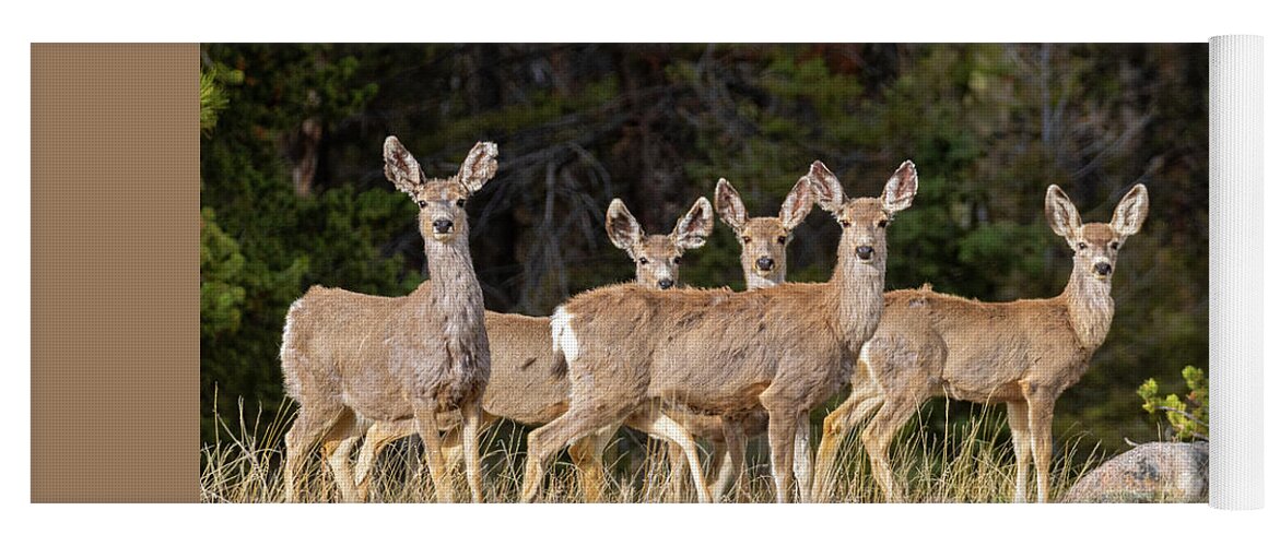 Deer Yoga Mat featuring the photograph Herd of Curious Deer by Steven Krull
