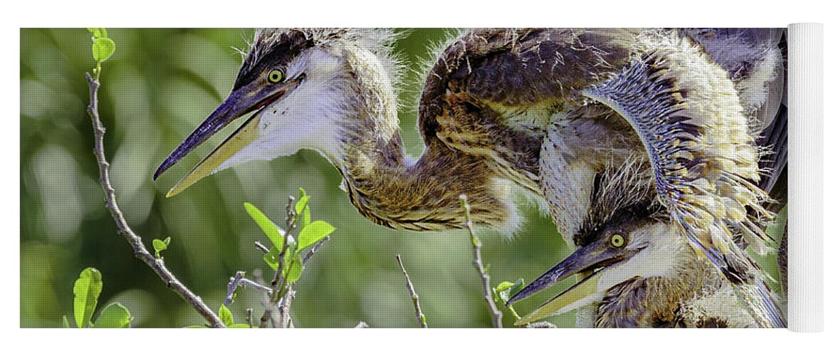 Great Blue Heron Yoga Mat featuring the photograph Heron Chicks by David Lee