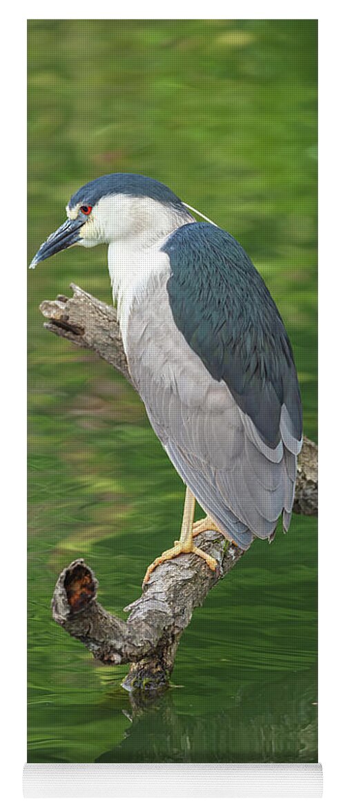 Black-capped Night Heron Yoga Mat featuring the photograph Heron In Green Backdrop by Jonathan Nguyen