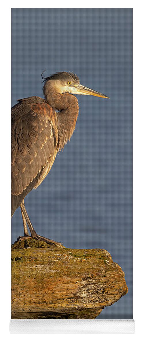 Blue Heron Yoga Mat featuring the photograph Heron Sunset Vertical by Michael Rauwolf