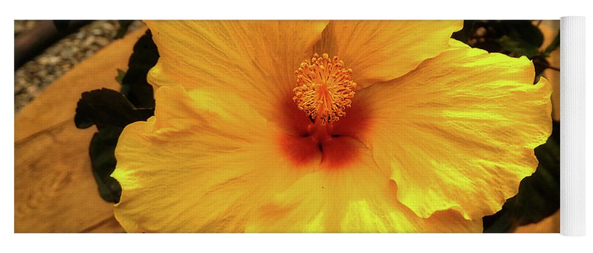 Flower Yoga Mat featuring the photograph Hibiscus by Dan Eskelson
