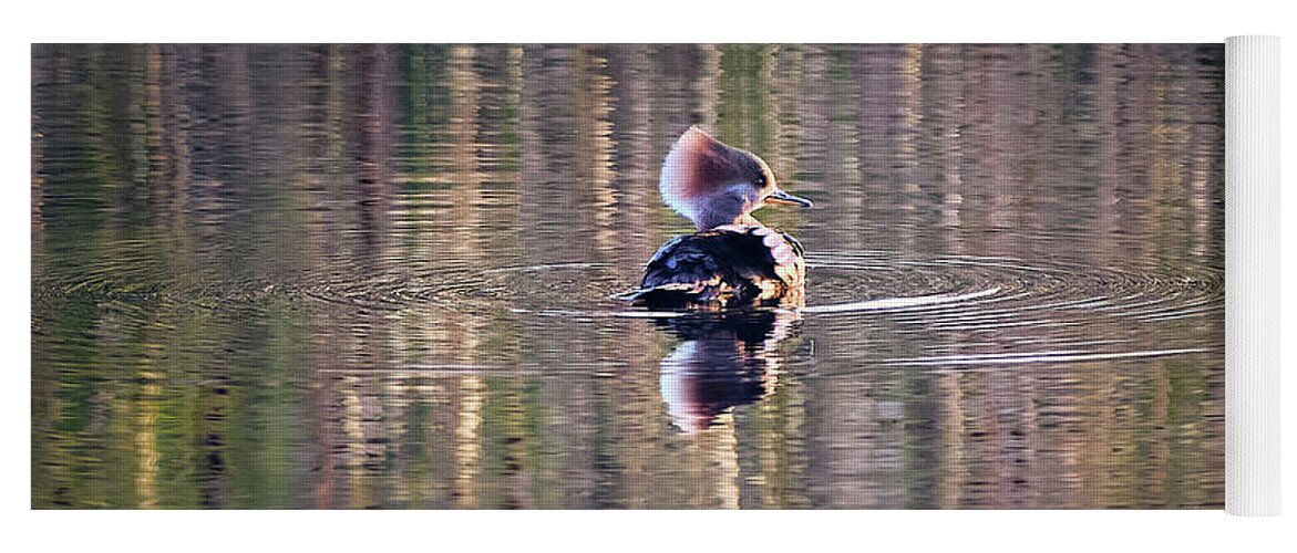 Harle Couronné Yoga Mat featuring the photograph Hooded Merganser At The Golden Hour by Carl Marceau