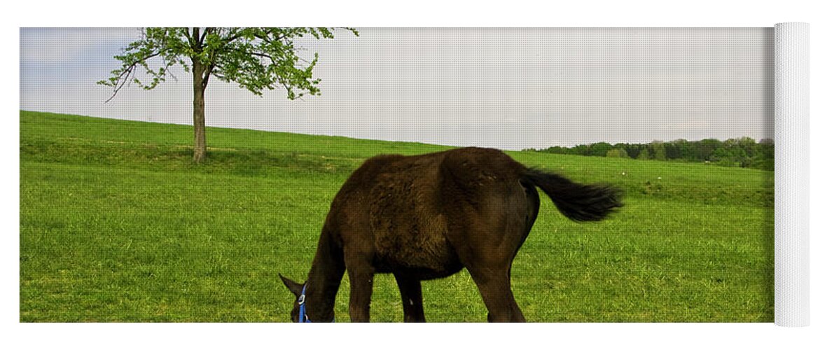 Horse Yoga Mat featuring the photograph Horse and tree by Irina Afonskaya