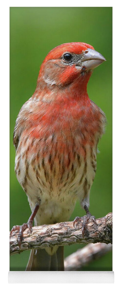 House Finch Yoga Mat featuring the photograph House Finch Portrait by Jerry Griffin