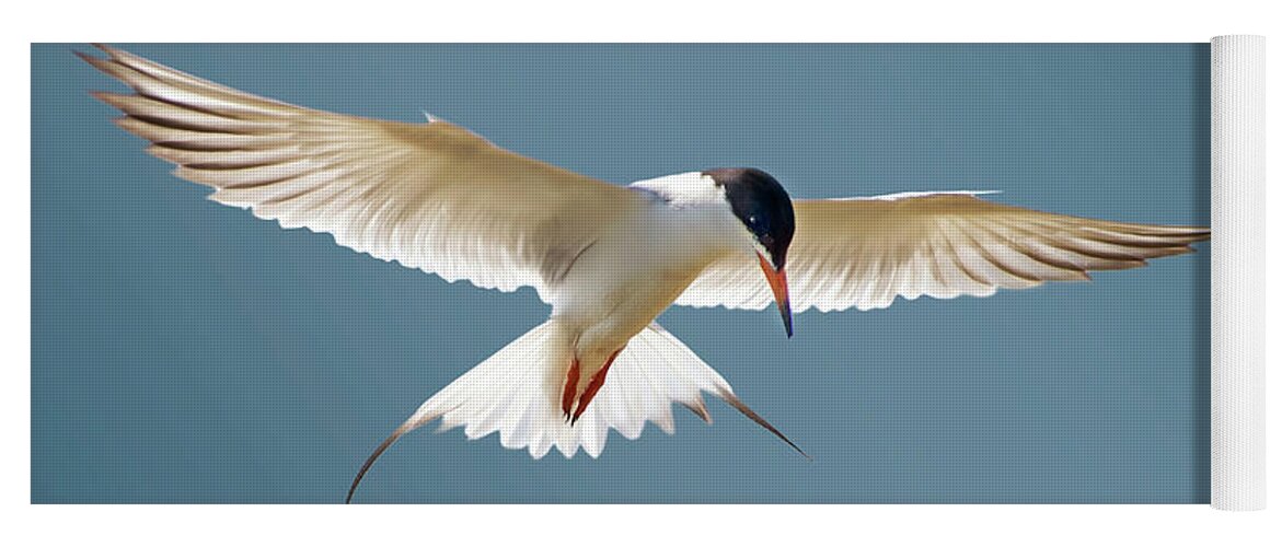 Terns Yoga Mat featuring the photograph Hovering Tern by Judi Dressler