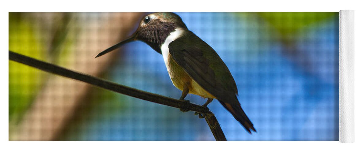 Hummingbird Yoga Mat featuring the photograph Humming Bird Fashion Show 3 by Montez Kerr