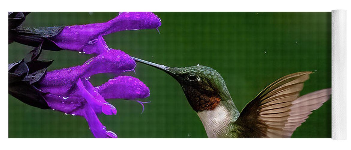 Hummingbird Yoga Mat featuring the photograph Hummingbird in Rain by William Jobes